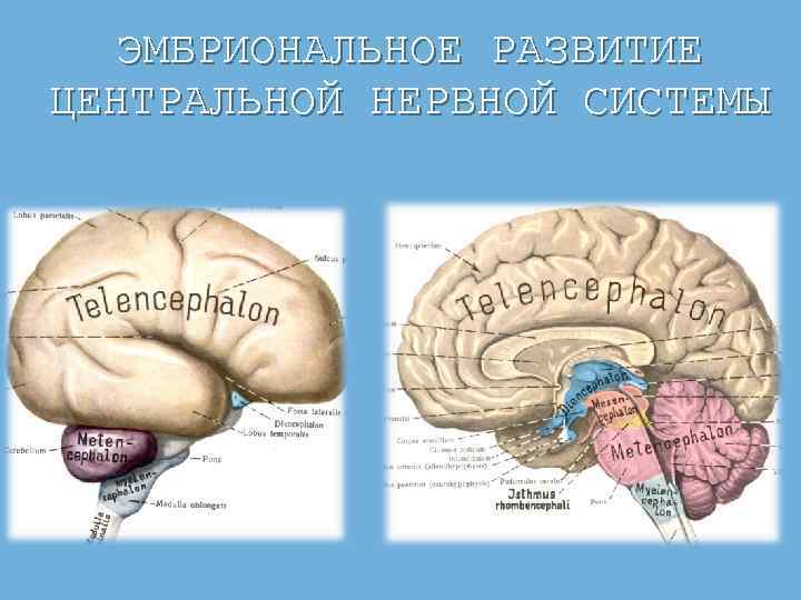 ЭМБРИОНАЛЬНОЕ РАЗВИТИЕ ЦЕНТРАЛЬНОЙ НЕРВНОЙ СИСТЕМЫ 