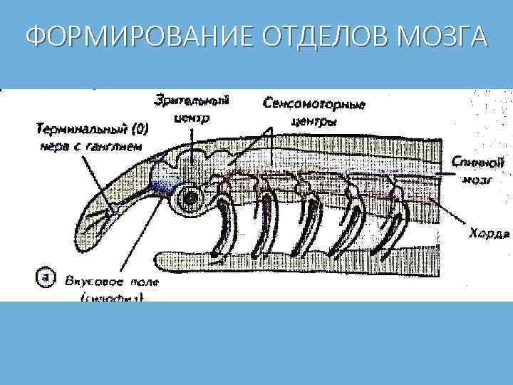 ФОРМИРОВАНИЕ ОТДЕЛОВ МОЗГА 