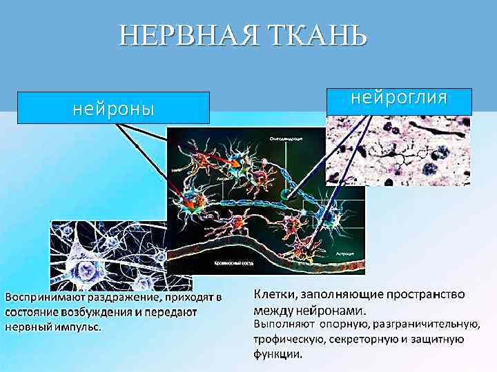 НЕРВНАЯ ТКАНЬ нейроны нейроглия 