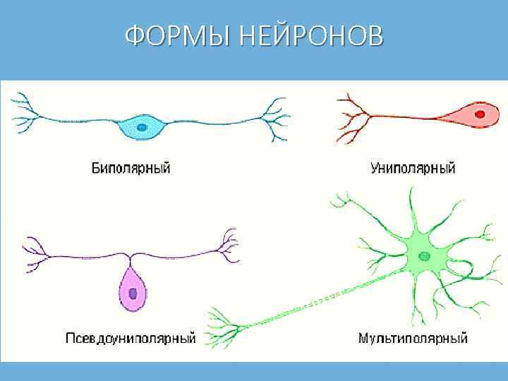 ФОРМЫ НЕЙРОНОВ 