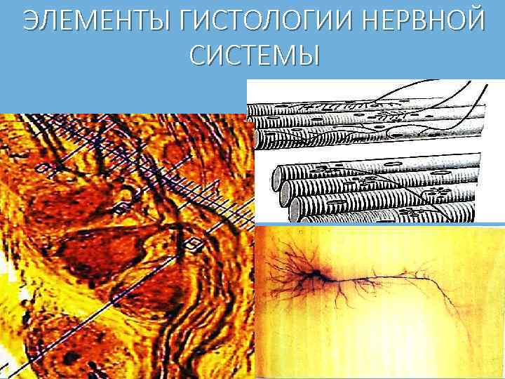 ЭЛЕМЕНТЫ ГИСТОЛОГИИ НЕРВНОЙ СИСТЕМЫ 