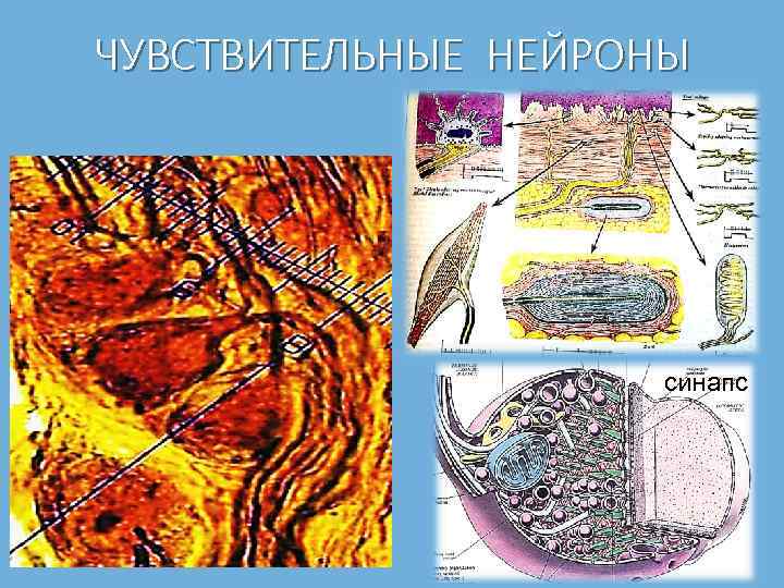ЧУВСТВИТЕЛЬНЫЕ НЕЙРОНЫ синапс 