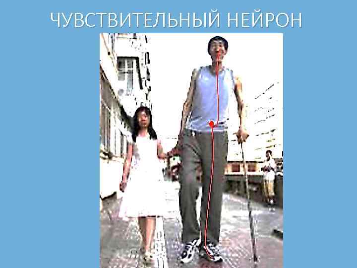 ЧУВСТВИТЕЛЬНЫЙ НЕЙРОН 