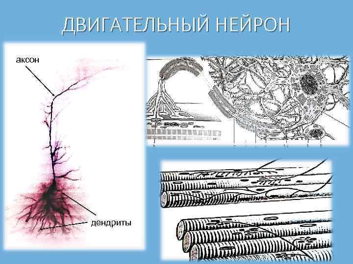 ДВИГАТЕЛЬНЫЙ НЕЙРОН аксон дендриты 