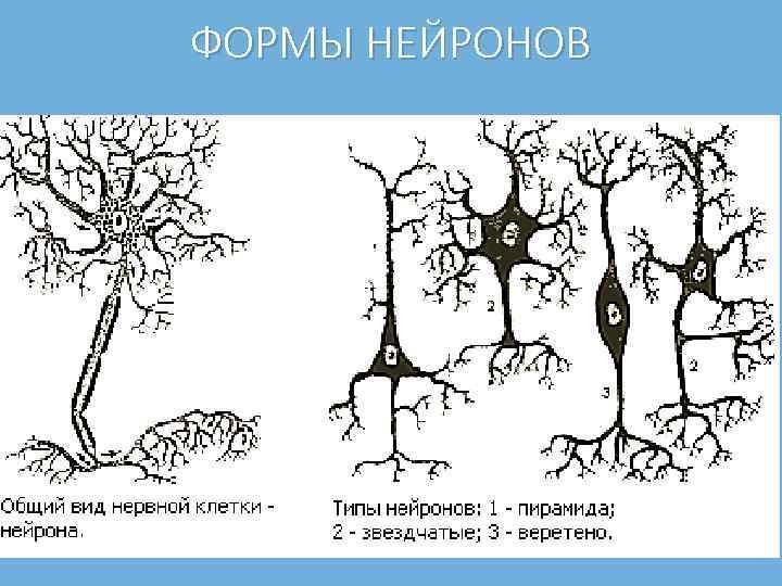 ФОРМЫ НЕЙРОНОВ 
