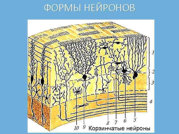 ФОРМЫ НЕЙРОНОВ Корзинчатые нейроны 