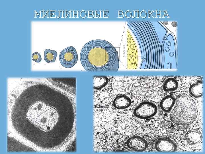 МИЕЛИНОВЫЕ ВОЛОКНА 