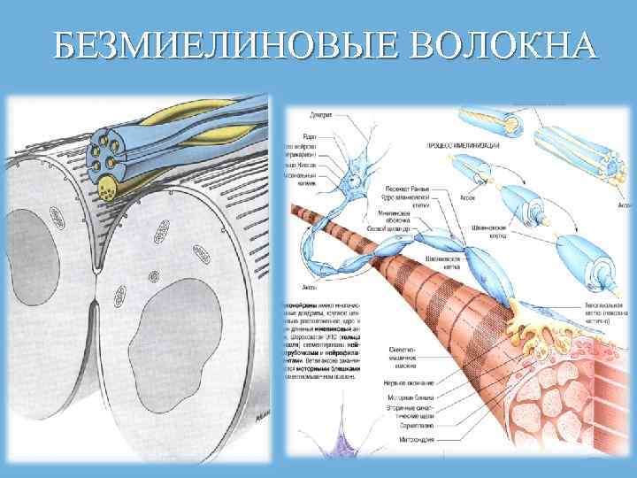 БЕЗМИЕЛИНОВЫЕ ВОЛОКНА 