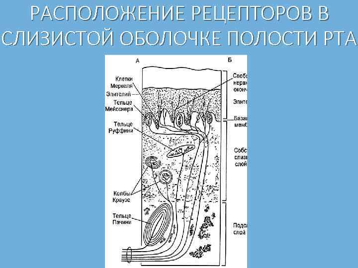 РАСПОЛОЖЕНИЕ РЕЦЕПТОРОВ В СЛИЗИСТОЙ ОБОЛОЧКЕ ПОЛОСТИ РТА 
