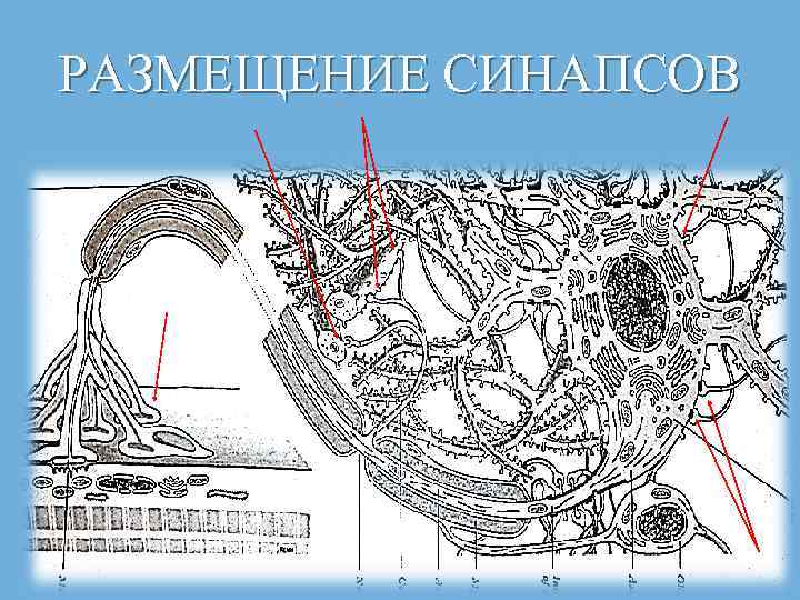 РАЗМЕЩЕНИЕ СИНАПСОВ 