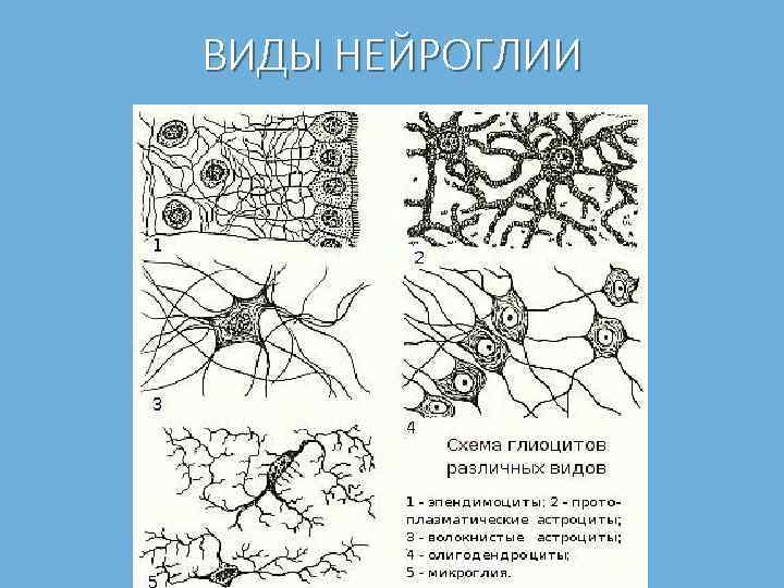 ВИДЫ НЕЙРОГЛИИ 