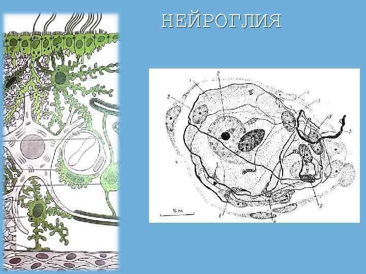 НЕЙРОГЛИЯ 