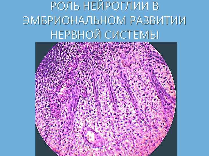 РОЛЬ НЕЙРОГЛИИ В ЭМБРИОНАЛЬНОМ РАЗВИТИИ НЕРВНОЙ СИСТЕМЫ 