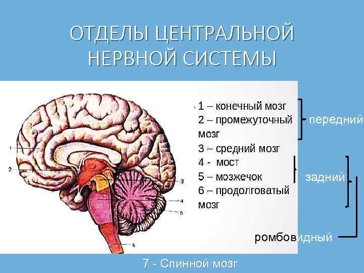 Роль отделов цнс. ЦНС головной мозг анатомия. ЦНС головной мозг строение. Функции отделов ЦНС. Строение основных отделов центральной нервной системы.
