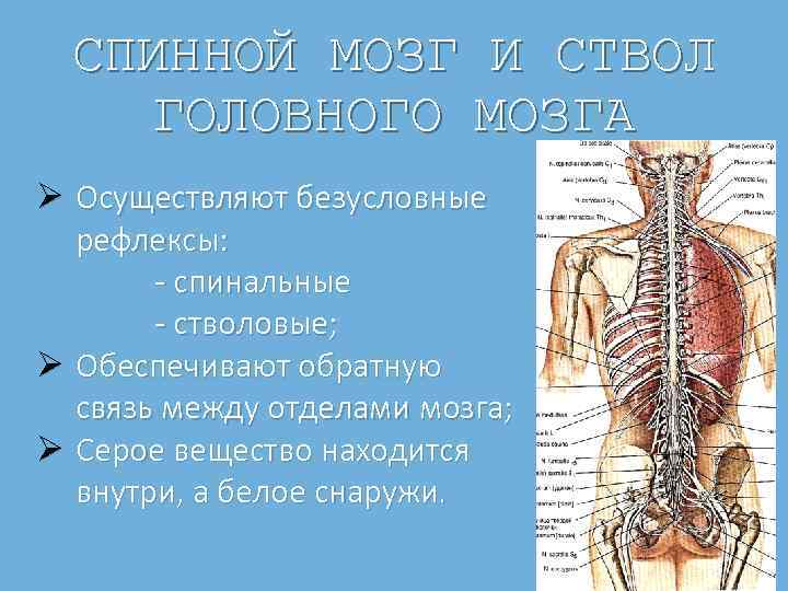 СПИННОЙ МОЗГ И СТВОЛ ГОЛОВНОГО МОЗГА Ø Осуществляют безусловные рефлексы: спинальные стволовые; Ø Обеспечивают