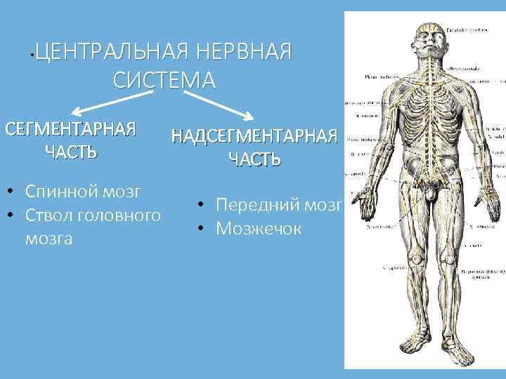 ЦЕНТРАЛЬНАЯ НЕРВНАЯ СИСТЕМА • СЕГМЕНТАРНАЯ ЧАСТЬ • Спинной мозг • Ствол головного мозга НАДСЕГМЕНТАРНАЯ