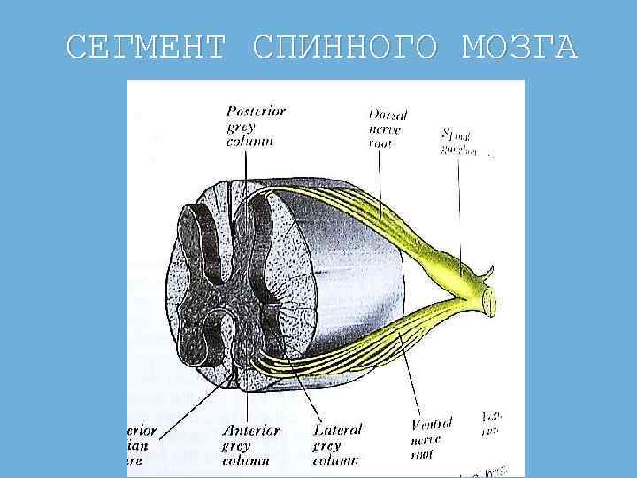 СЕГМЕНТ СПИННОГО МОЗГА 
