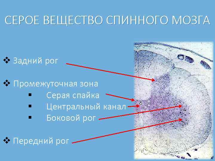 СЕРОЕ ВЕЩЕСТВО СПИННОГО МОЗГА v Задний рог v Промежуточная зона § Серая спайка §