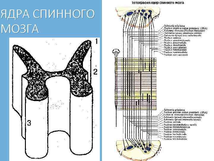 ЯДРА СПИННОГО МОЗГА 