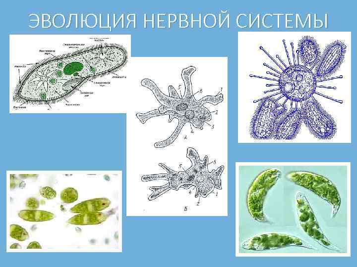 ЭВОЛЮЦИЯ НЕРВНОЙ СИСТЕМЫ 