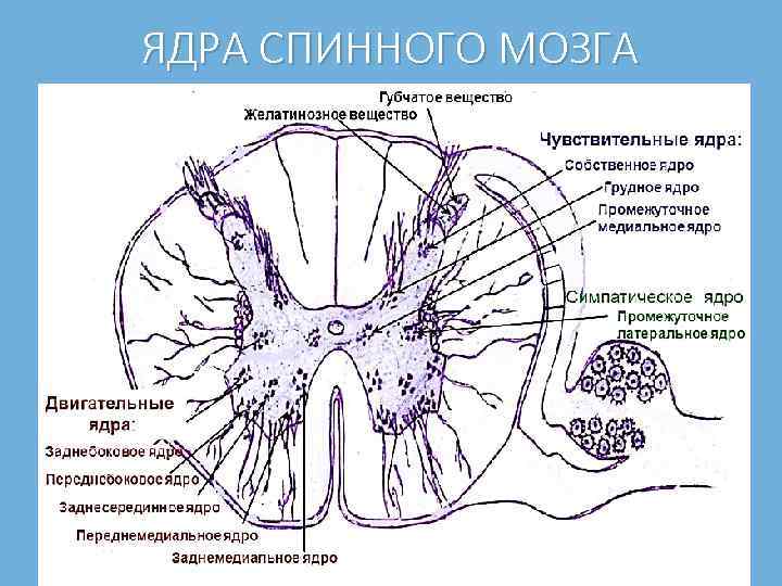 Ядра спинного мозга