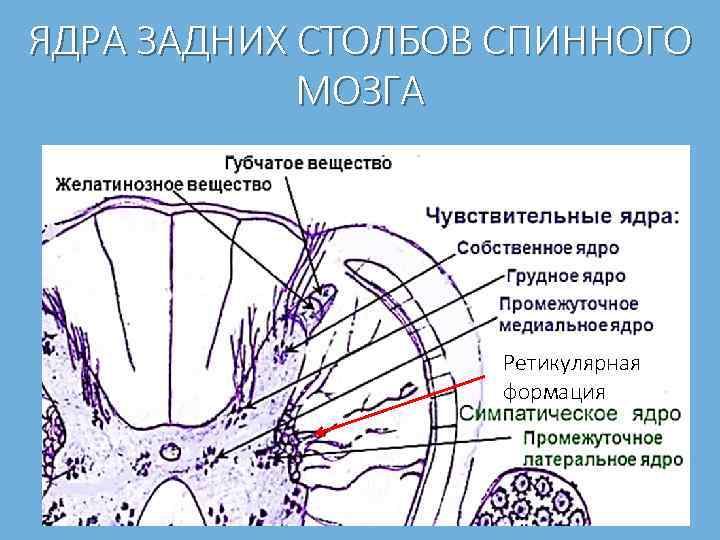 Задние столбы спинного. Ретикулярная формация спинного мозга. Ретикулярная формация мозга. Ядра ретикулярной формации. Ядра ретикулярной формации спинного мозга.
