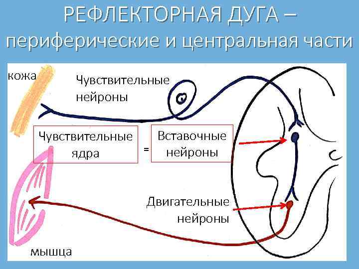 РЕФЛЕКТОРНАЯ ДУГА – периферические и центральная части кожа Чувствительные нейроны Чувствительные ядра = Вставочные