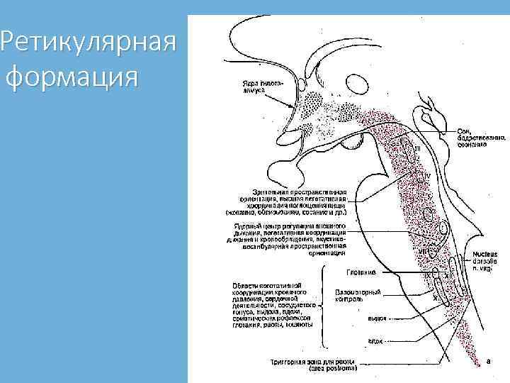 Ретикулярная формация 
