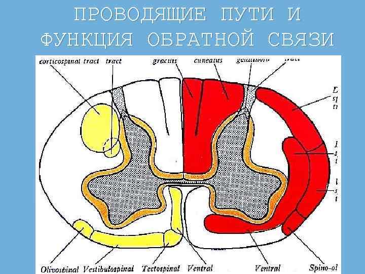 ПРОВОДЯЩИЕ ПУТИ И ФУНКЦИЯ ОБРАТНОЙ СВЯЗИ 