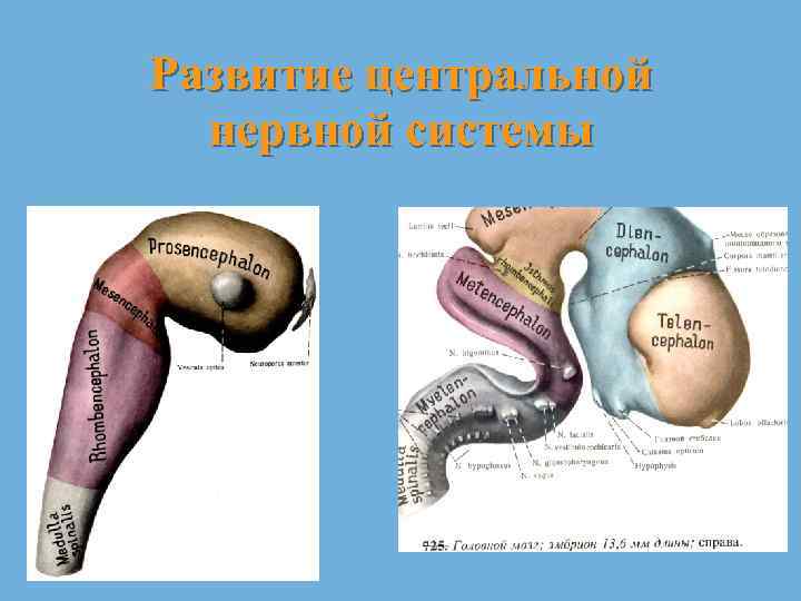 Развитие центральной нервной системы 