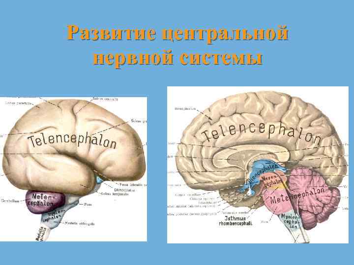 Развитие центральной нервной системы 