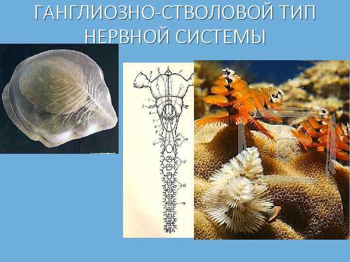 ГАНГЛИОЗНО СТВОЛОВОЙ ТИП НЕРВНОЙ СИСТЕМЫ 