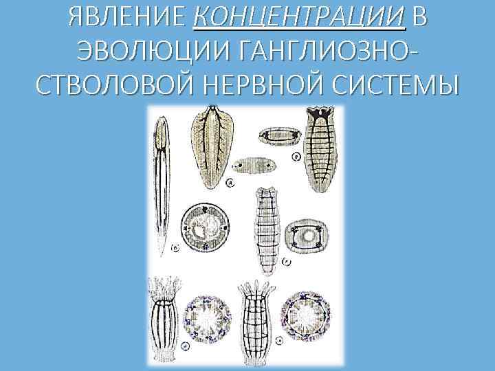 ЯВЛЕНИЕ КОНЦЕНТРАЦИИ В ЭВОЛЮЦИИ ГАНГЛИОЗНО СТВОЛОВОЙ НЕРВНОЙ СИСТЕМЫ 