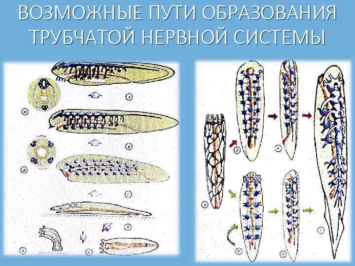 ВОЗМОЖНЫЕ ПУТИ ОБРАЗОВАНИЯ ТРУБЧАТОЙ НЕРВНОЙ СИСТЕМЫ 