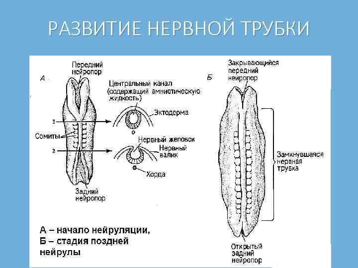 РАЗВИТИЕ НЕРВНОЙ ТРУБКИ 