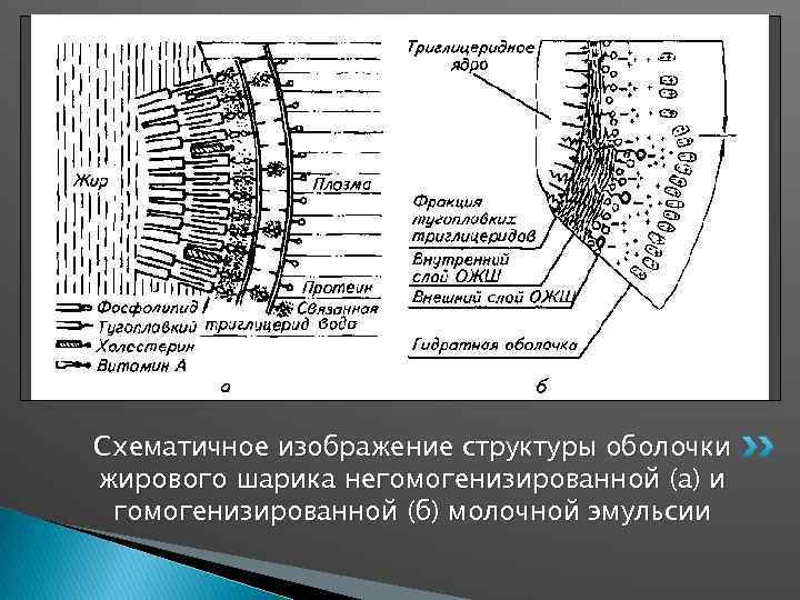Схематичное изображение структуры оболочки жирового шарика негомогенизированной (а) и гомогенизированной (б) молочной эмульсии 