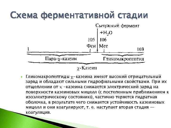 Схема ферментативной стадии Гликомакропептиды -казеина имеют высокий отрицательный заряд и обладают сильными гидрофильными свойствами.