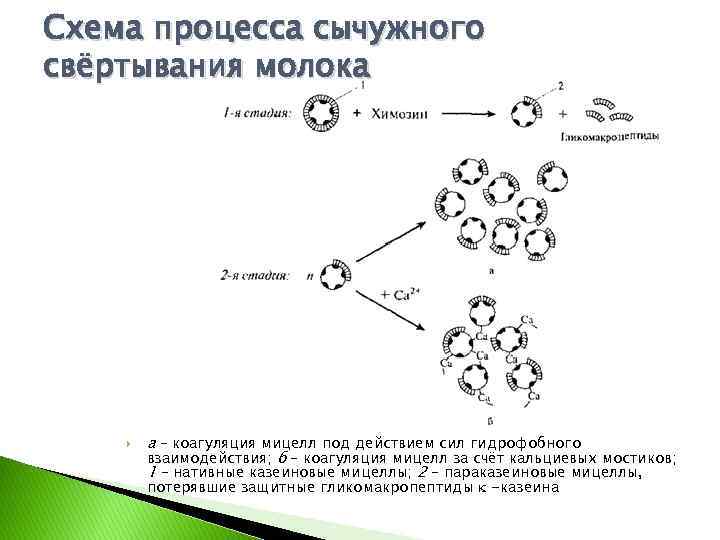 Схема процесса сычужного свёртывания молока а – коагуляция мицелл под действием сил гидрофобного взаимодействия;