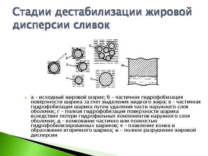 Стадии дестабилизации жировой дисперсии сливок а – исходный жировой шарик; б – частичная гидрофобизация