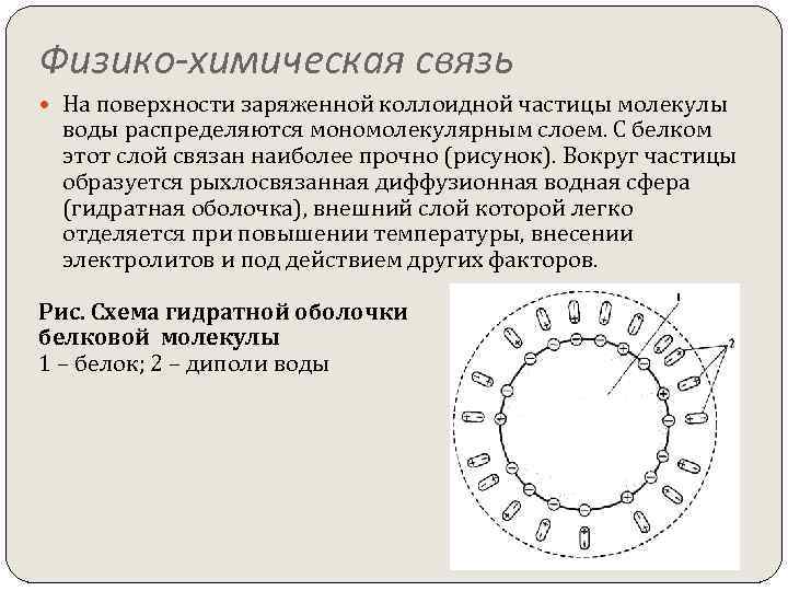 Физико-химическая связь На поверхности заряженной коллоидной частицы молекулы воды распределяются мономолекулярным слоем. С белком