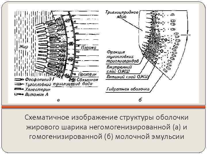 Схематичное изображение структуры оболочки жирового шарика негомогенизированной (а) и гомогенизированной (б) молочной эмульсии 
