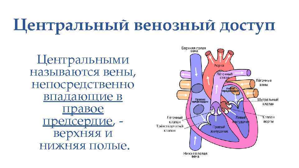 Центральное венозное