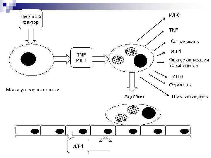 ИЛ-8 Пусковой фактор TNF О 2 - радикалы ИЛ-1 TNF ИЛ-1 Фактор активации тромбоцитов