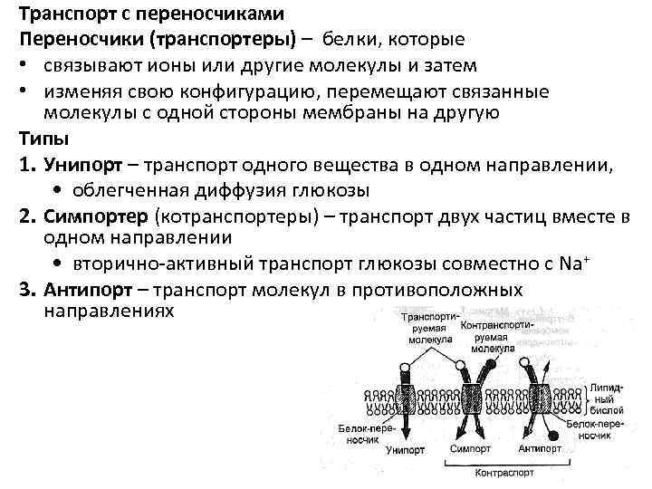 Транспорт с переносчиками Переносчики (транспортеры) – белки, которые • связывают ионы или другие молекулы