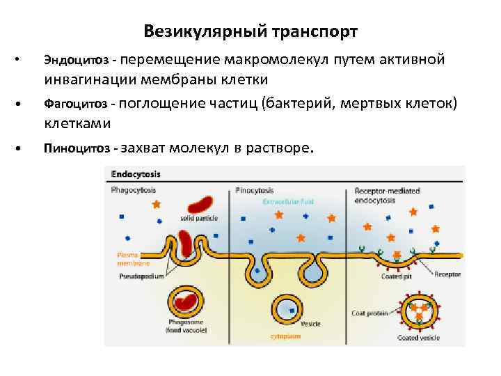 Везикулярный транспорт • • • Эндоцитоз - перемещение макромолекул путем активной инвагинации мембраны клетки