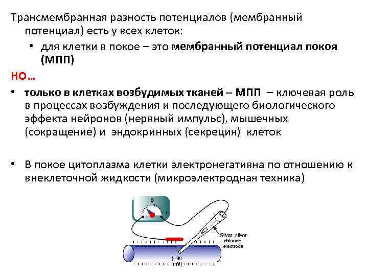 Трансмембранная разность потенциалов (мембранный потенциал) есть у всех клеток: • для клетки в покое