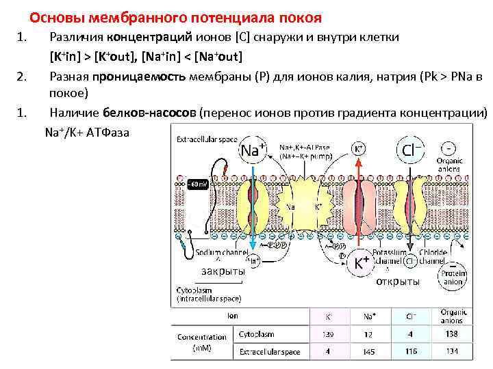 Мембранный потенциал покоя и действия