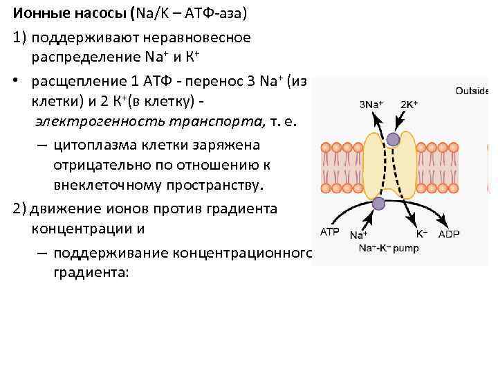 Ионные насосы (Na/K – АТФ-аза) 1) поддерживают неравновесное распределение Na+ и К+ • расщепление