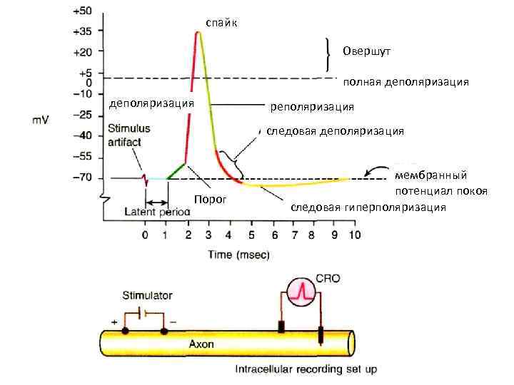 спайк Овершут полная деполяризация реполяризация следовая деполяризация Порог мембранный потенциал покоя следовая гиперполяризация 