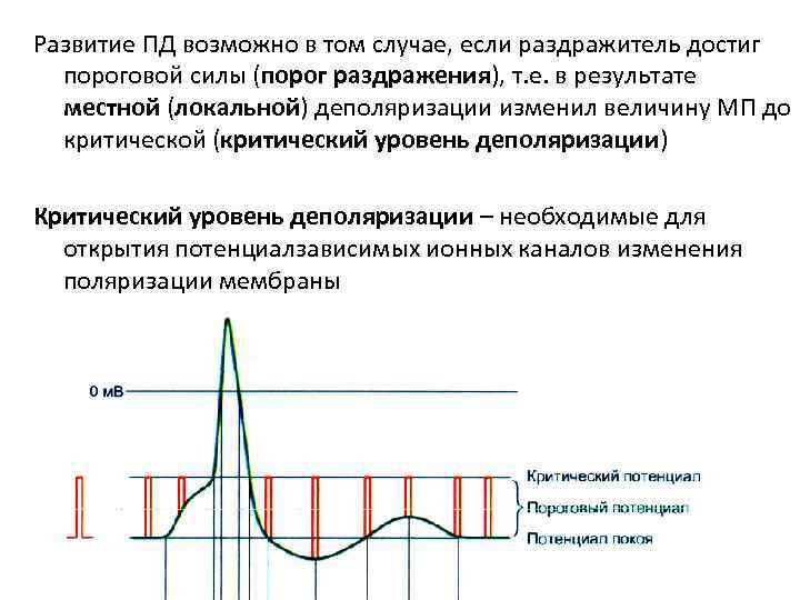 Развитие ПД возможно в том случае, если раздражитель достиг пороговой силы (порог раздражения), т.